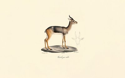  av Jacques Christophe Werner