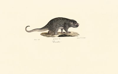  av Jacques Christophe Werner