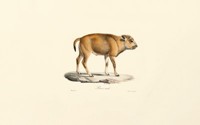 Takin (Budorcas taxicolor) av Jacques Christophe Werner