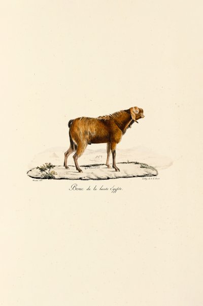  av Jacques Christophe Werner