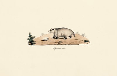  av Jacques Christophe Werner