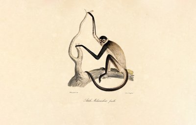 Hvitbuket edderkoppape (hun) av Jacques Christophe Werner