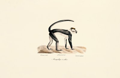 Hvit krage Mangabey (Cercocebus torquatus) av Jacques Christophe Werner
