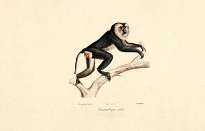 Hvitkrage Mangabey (hann) av Jacques Christophe Werner