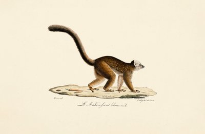  av Jacques Christophe Werner