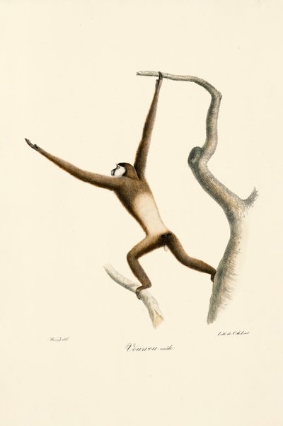Hvithåndsgibbon (Hylobates lar) av Jacques Christophe Werner