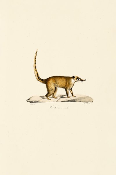 Hvitneset nesebjørn (hann) av Jacques Christophe Werner