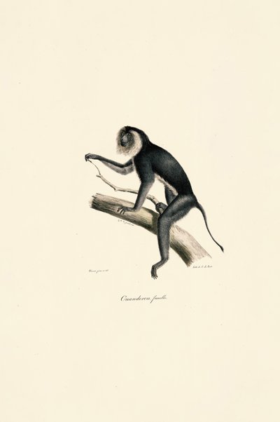  av Jacques Christophe Werner