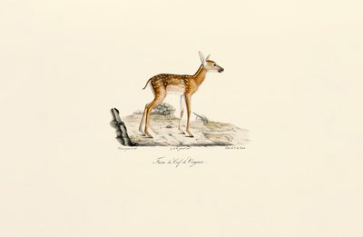 Hvithalehjort - Fawn av Jacques Christophe Werner