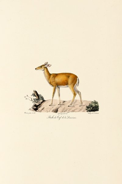 Hvithalehjort av Jacques Christophe Werner