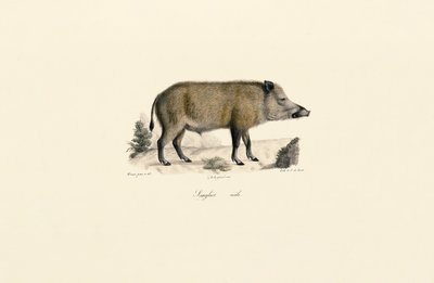  av Jacques Christophe Werner
