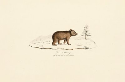 Ung brunbjørn fra Norge av Jacques Christophe Werner