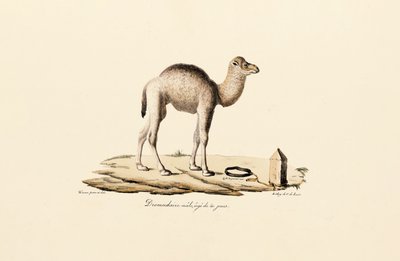 Ung dromedarkamel av Jacques Christophe Werner