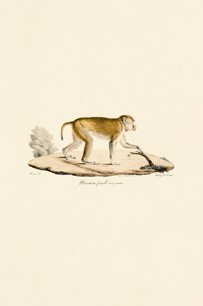Ung hunn-nattape av Jacques Christophe Werner