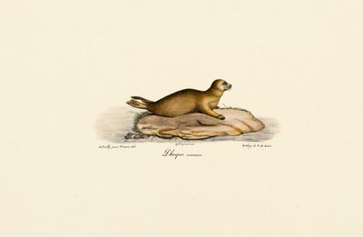 Ung steinkobbe av Jacques Christophe Werner