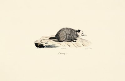 Ung opossum av Jacques Christophe Werner