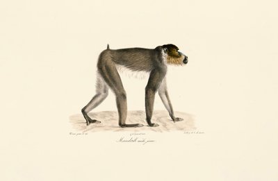  av Jacques Christophe Werner