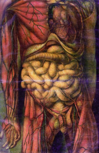 Torso av en mann som viser tarmene, fra 