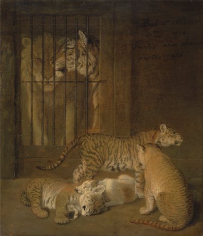 Gruppe av hvalpe avlet mellom en løve og en tigress av Jacques Laurent Agasse