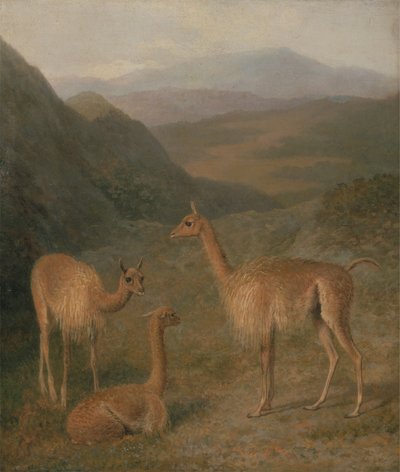 Vicunas av Jacques Laurent Agasse