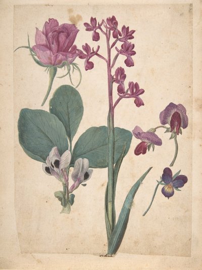 Et ark med studier av blomster: A Rose, a Heartsease, a Sweet Pea, a Garden Pea ..., 1500-tallet. av Jacques Le Moyne