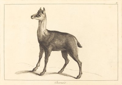 Chamois (gesser) av Jacques Philippe Le Bas and Jean Eric Rehn after Jean Baptiste Oudry