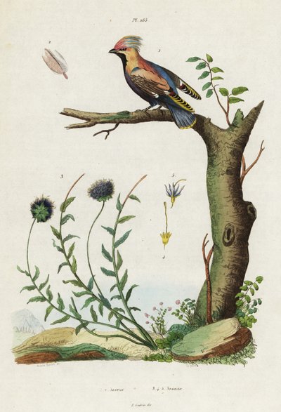 Bohemsk voksvinge og sauebitt. av Jacques Reyne Isidore Acarie Baron