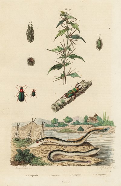Sjølamprey og biller. av Jacques Reyne Isidore Acarie Baron