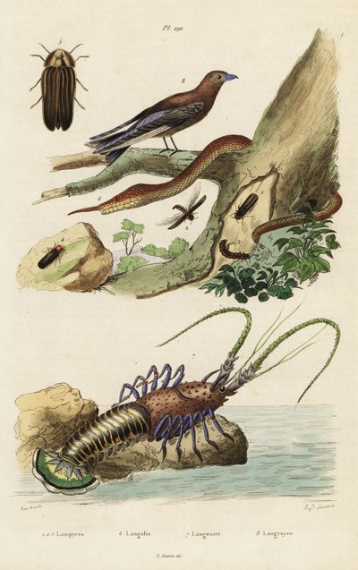 Hummer, skogsvale, ildflue og bladneseslange. av Jacques Reyne Isidore Acarie Baron