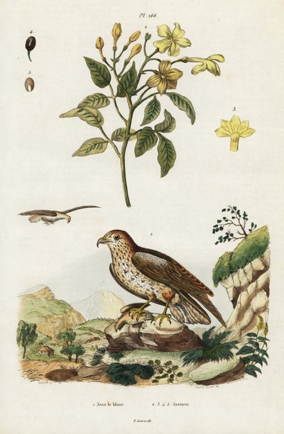 Gul sjasmin og korttået slangeørn. av Jacques Reyne Isidore Acarie Baron