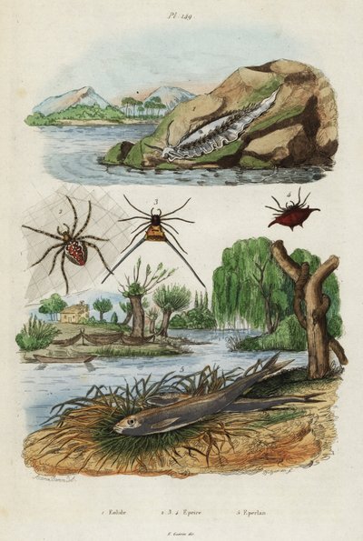 Sjøsnegl, hageedderkopp og europeisk smelte., 1834-1839 (gravering) av Jacques Reyne Isidore Acarie Baron