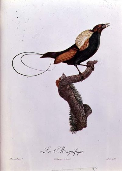 Bird of Paradise, gravert av Jacques Louis Peree (f.1769) (fargegravering) av Jacques (after) Barraband