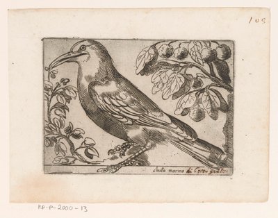 Vogel Chuta marina (tittel på objekt) Vogels (serietittel) av Jacques de Fornazeris (possibly)