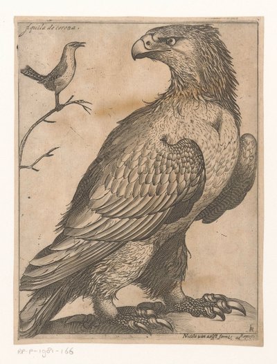 Ørn Aquila de Corona (tittel på objekt) Ni fugler (serietittel) av Jacques de Fornazeris