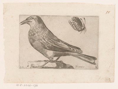 Stær (Sturnus vulgaris) Storno (tittel på objekt) Fugler (serietittel) av Jacques de Fornazeris