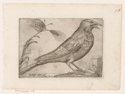 Stær (Sturnus vulgaris) Storno (tittel på objekt) Fugler (serietittel) av Jacques de Fornazeris