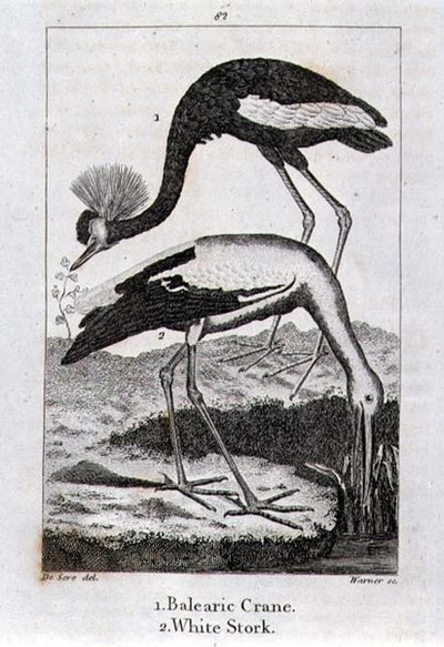 Balearic Crane and White Stork, fra 