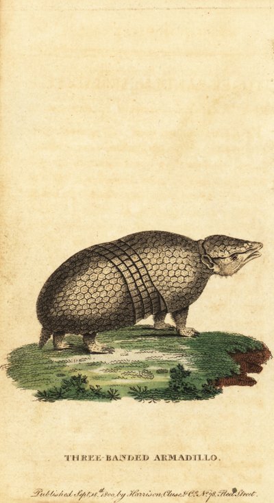 Brasiliansk trebåndet beltedyr, Tolypeutes tricinctus, 1800 (gravering) av Jacques de Seve