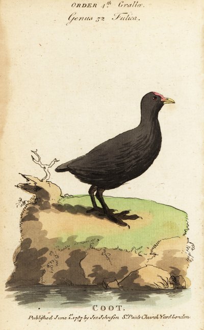 Sothøne, Fulica atra av Jacques de Seve