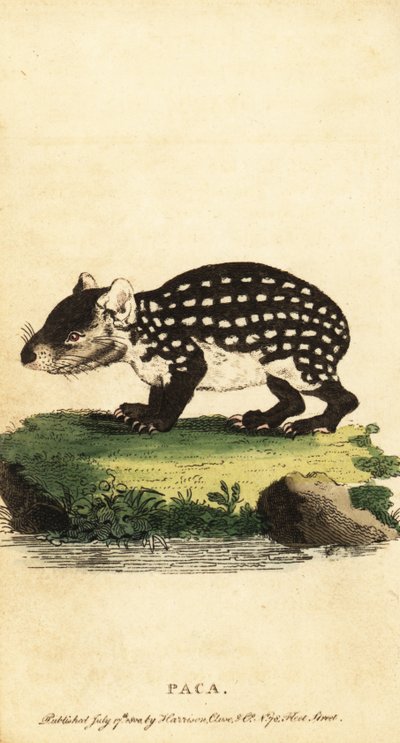 Lowland paca eller flekket paca, Cuniculus paca., 1800 (gravering) av Jacques de Seve
