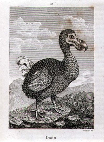 The Dodo, fra "A History of the Earth and Animated Nature", av Oliver Goldsmith, utgitt i London av Jacques de Seve