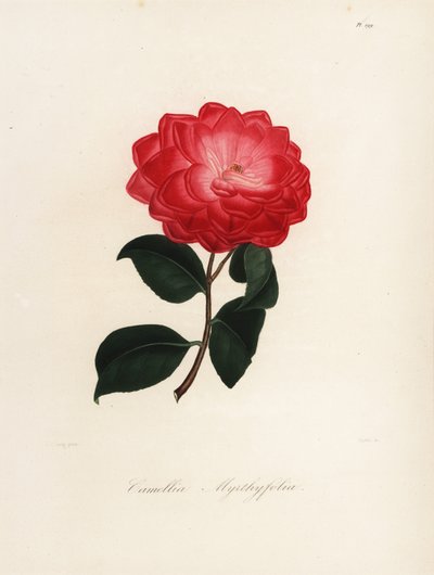 Camellia japonica variant, Camellia myrthyfolia av Jakob (after) Jung