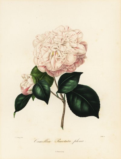 Camellia japonica variant, Camellia punctata plena av Jakob (after) Jung