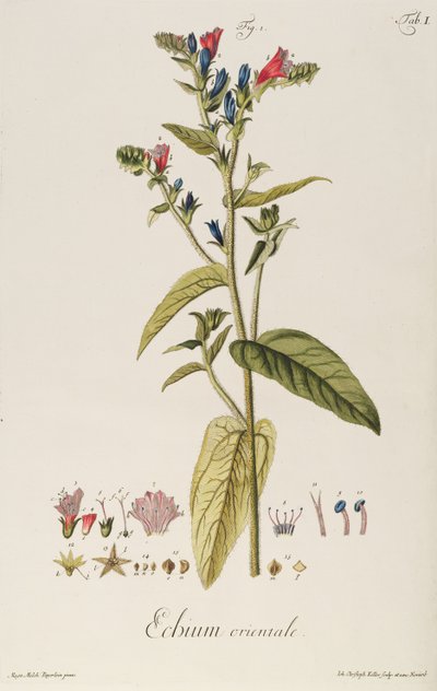 Echium: Orientale fra "Icons Plantarum", ca. 1763 (gravering) av Jakob Christoph Keller
