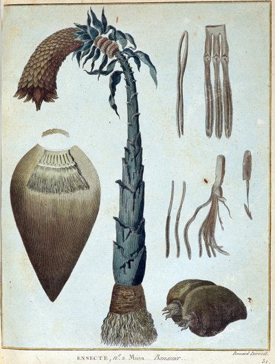Banan - i "" Reise til Nubia og Abessinia foretatt for å oppdage kildene til Nilen i løpet av årene 1768 til 1772", av James Bruce, vol. 1, Paris av James Bruce