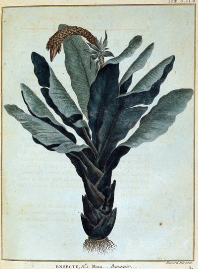 Banan - i "" Reise til Nubia og Abessinia foretatt for å oppdage kildene til Nilen i løpet av årene 1768 til 1772", av James Bruce, vol. 1, Paris av James Bruce