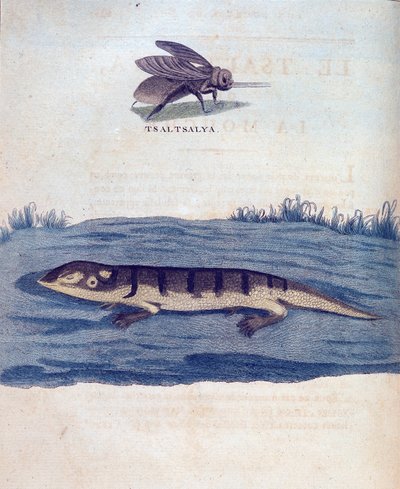 Fly og lezard - i "" Reise i Nubia og Abessinia foretatt for å oppdage kildene til Nilen i årene 1768 til 1772", av James Bruce, Paris av James Bruce