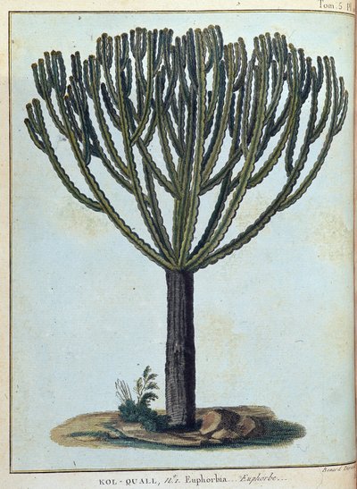 Kol-quall (Kol quall), euphorbia (kaktus) - i "" Reise til Nubia og Abessinia foretatt for å oppdage kildene til Nilen i årene 1768 til 1772", av James Bruce, vol. 1, Paris av James Bruce