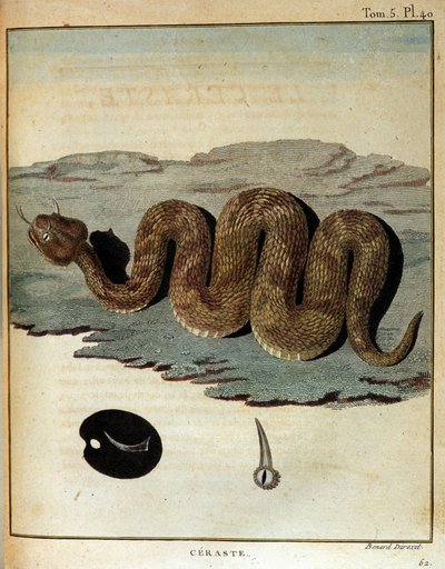 Serpent - i "" Reise til Nubia og Abessinia foretatt for å oppdage kildene til Nilen i løpet av årene 1768 til 1772", av James Bruce, Paris av James Bruce