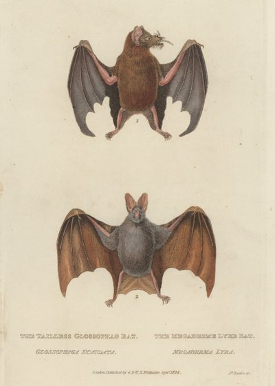 Tailless Glossophag Bat og Megaderme Lyre Bat (farget gravering) av James (after) Basire